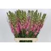 Antirrhinum Potomac Early Pink