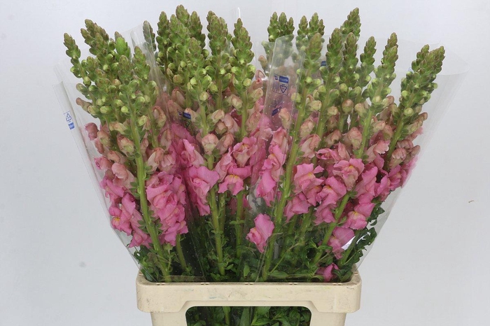 <h4>Antirrhinum Potomac Early Pink</h4>
