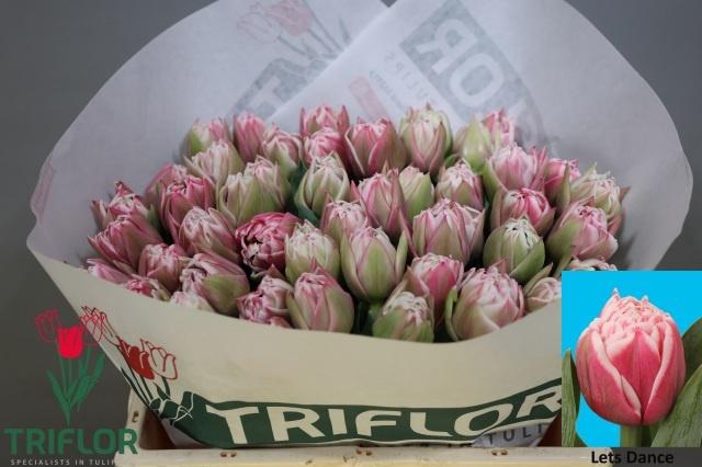 <h4>TU DU LETS DANCE</h4>