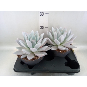 Echeveria  'Mexican Giant'