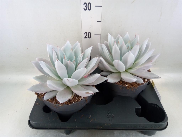 <h4>Echeveria  'Mexican Giant'</h4>
