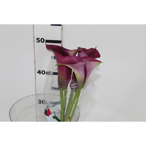 CALLA PROMISE 050 CM