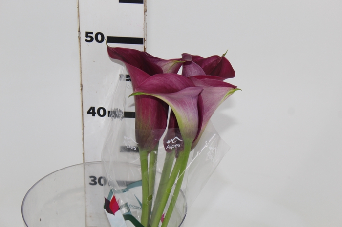 <h4>CALLA PROMISE 050 CM</h4>