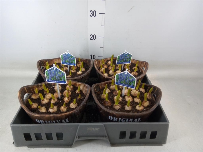 <h4>Arr. Muscari L%</h4>