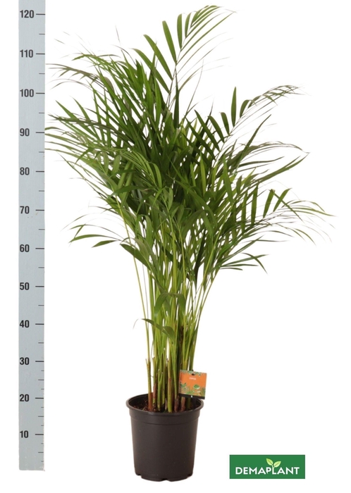 <h4>DYPSIS LUTESCENS</h4>