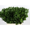 Ruscus Hypophyllum