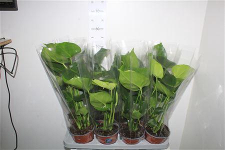 <h4>Monstera Deliciosa</h4>