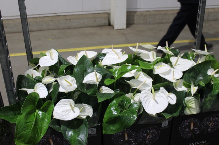 <h4>ANTHURIUM ALASKA P17 PREMIUM</h4>