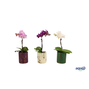 Levi Mix Tiny Dolls Mix 1T7+ Aqu@