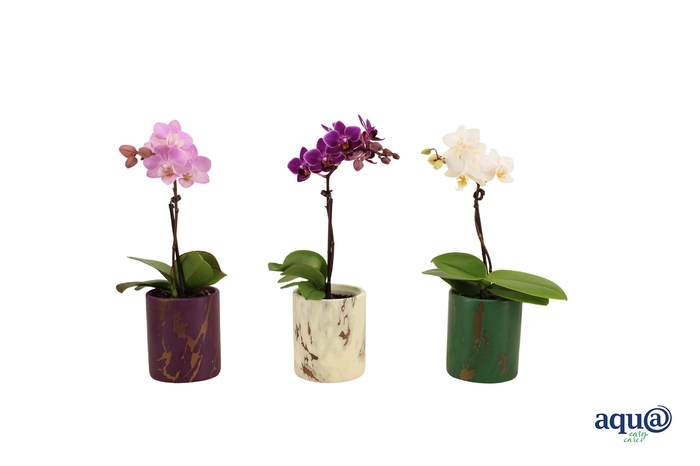 <h4>Levi Mix Tiny Dolls Mix 1T7+ Aqu@</h4>