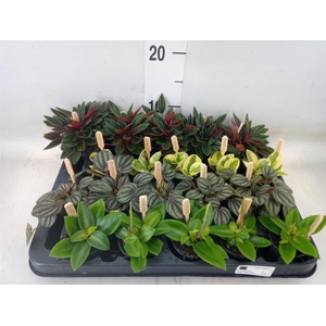 Peperomia   ...mix