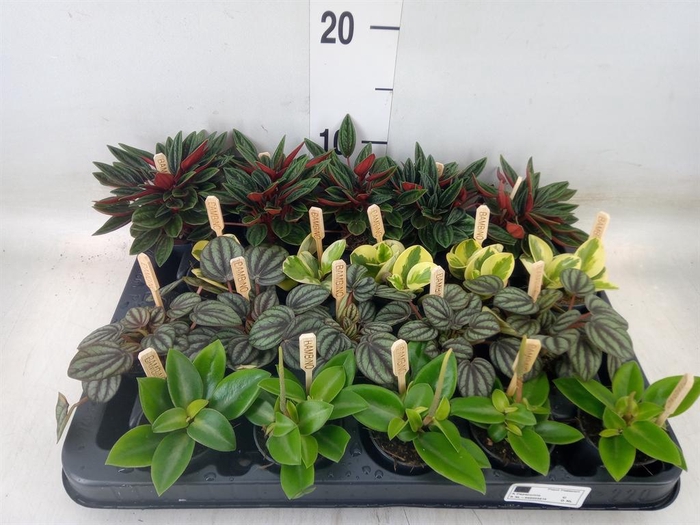 <h4>Peperomia   ...mix</h4>