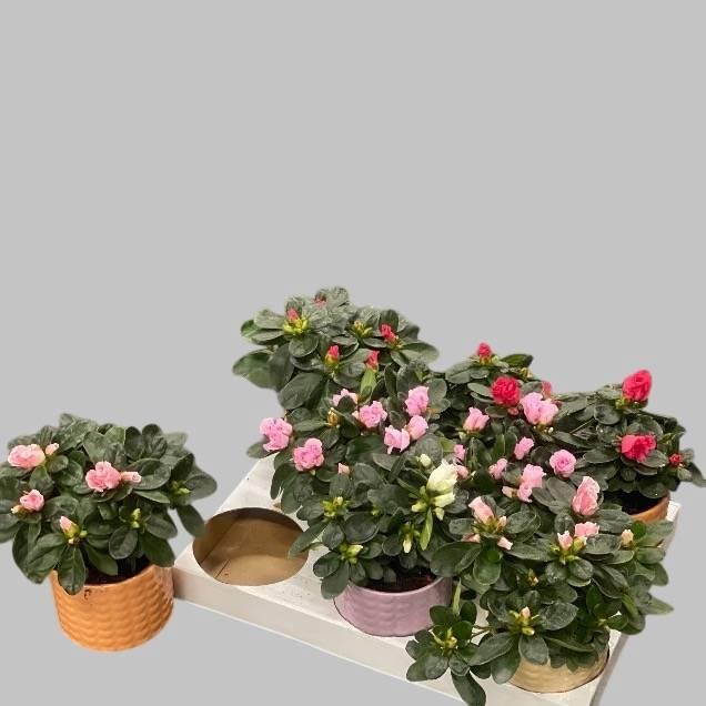 <h4>RHODO SI GEM</h4>