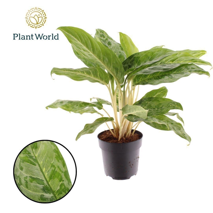 <h4>Aglaonema Peacock</h4>