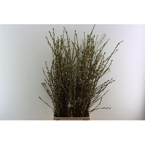 Perzikbloesem White P Bunch