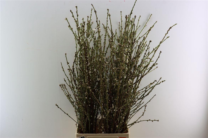 Perzikbloesem White P Bunch