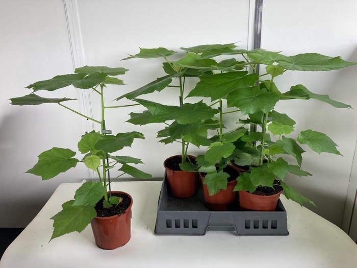 <h4>SPARRMA AFRICANA</h4>