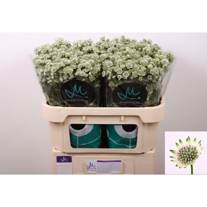 ASTRANTIA BILLION STARS ASTR BILLIO