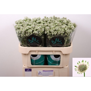 ASTRANTIA MAJOR 'MILLION STARS'