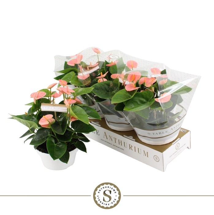 <h4>Table Anthurium Spirit</h4>