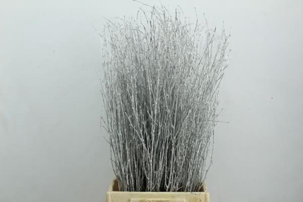 <h4>Berk Kort Zilver Zonder Glit</h4>