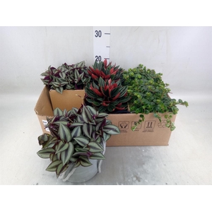 Arr.   Kamerplant Groen L%