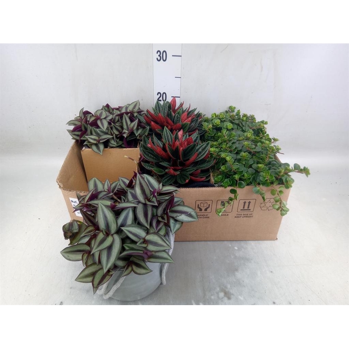 <h4>Arr.   Kamerplant Groen L%</h4>