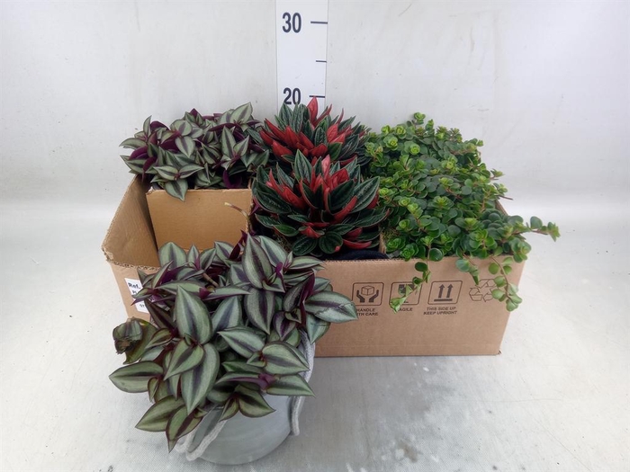 <h4>Arr.   Kamerplant Groen L%</h4>