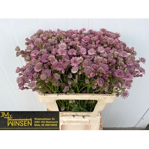 Astrantia Pink Sensation Winsen