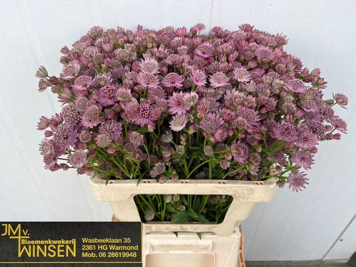 <h4>Astrantia Pink Sensation Winsen</h4>