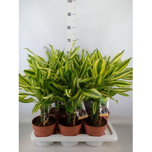 Dracaena frag.   ...