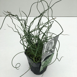 Juncus Spiralis