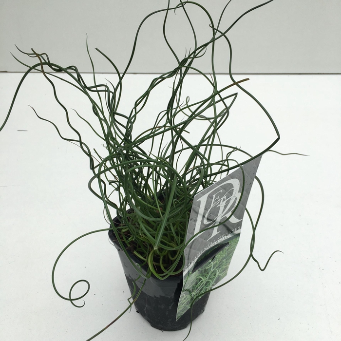 <h4>Juncus Spiralis</h4>