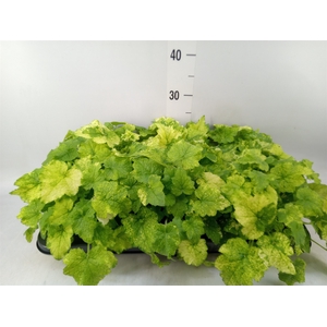 Tolmiea menziesii   ...variegated