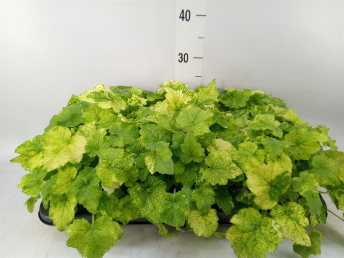 <h4>Tolmiea menziesii   ...variegated</h4>