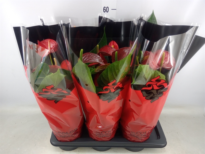 <h4>Anthurium andr. 'Red Bull'</h4>