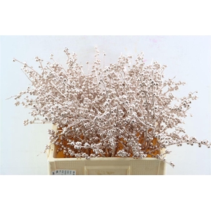 Ilex Klbh Champagne Stem