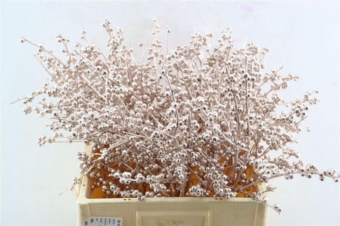 <h4>Ilex Kbh Champagne Stem</h4>