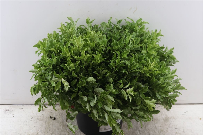 <h4>Pitto Groen 45cm Per Tak</h4>