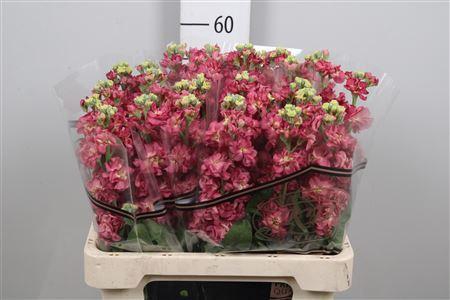 <h4>Matthiola incana 'Impala Terra'</h4>