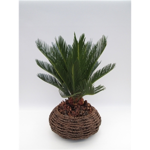 Cycas in gevlochten caryota mand