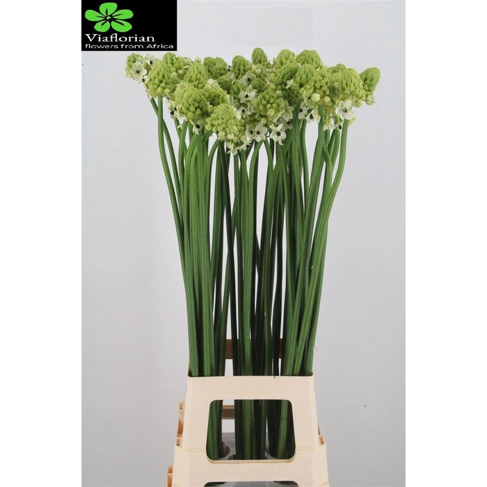 <h4>ORNIT SAUNDERSIAE</h4>