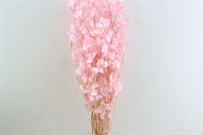 <h4>Dried Lunaria Pink 90cm P Bunch</h4>