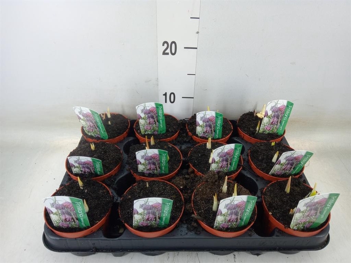 <h4>Fritillaria meleagris</h4>