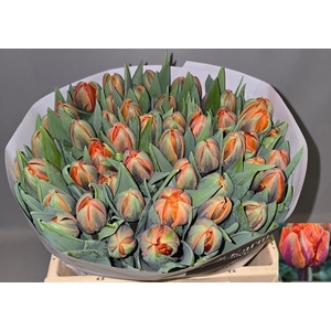 TU DU ORANGE PRINCES