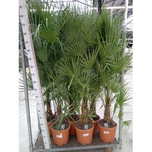 Chamaerops humilis