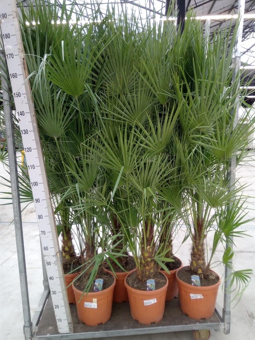 <h4>Chamaerops humilis</h4>