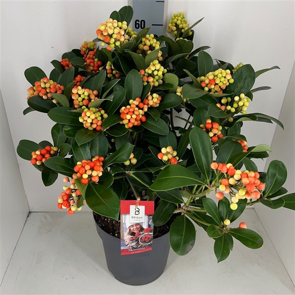 <h4>Skimmia Veitchii P23 25+</h4>