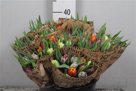 <h4>Tu Du Gemengd</h4>