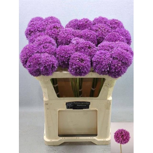 ALLIUM GIGANTEUM
